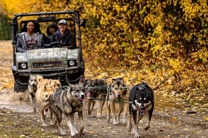 1 Hour Fall Sled Dog Experience in Two Rivers - Key things to know before you go