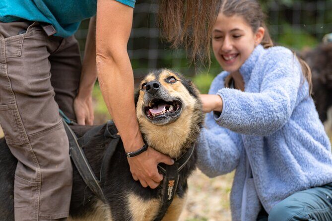 1 Hour Fall Sled Dog Experience in Two Rivers - When snow is shallow: how training still happens with ATVs