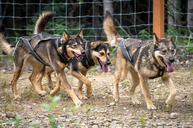 1 Hour Fall Sled Dog Experience in Two Rivers - Price and value for a $130 private hour