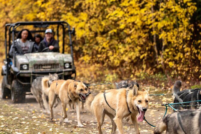 1 Hour Fall Sled Dog Experience in Two Rivers - What the dogs teach you (and why the guide’s role matters)