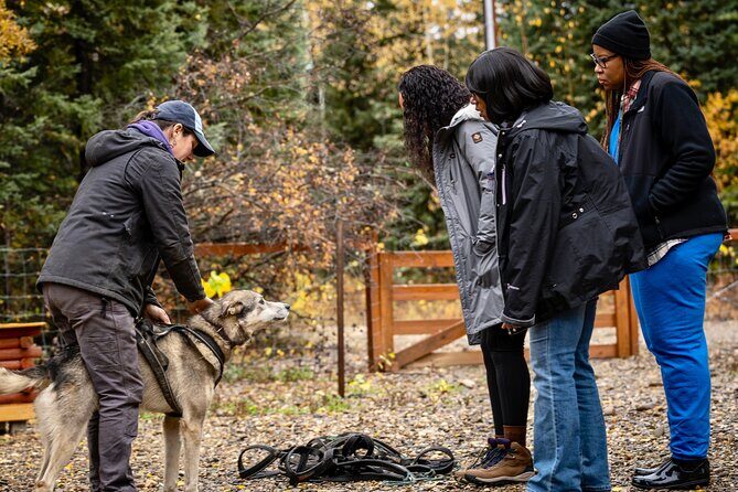 1 Hour Fall Sled Dog Experience in Two Rivers - The 30-minute Husky education: harnessing and team basics