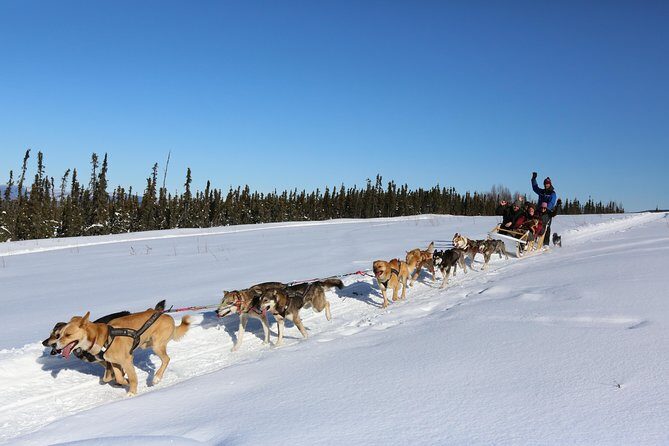 1 hour Winter Dog Sledding in Fairbanks - Key Points I’d Plan Around