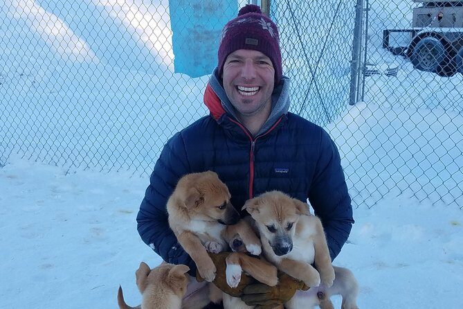 1 hour Winter Dog Sledding in Fairbanks - Entering The Day: What This 1-Hour Mushing Run Is Like