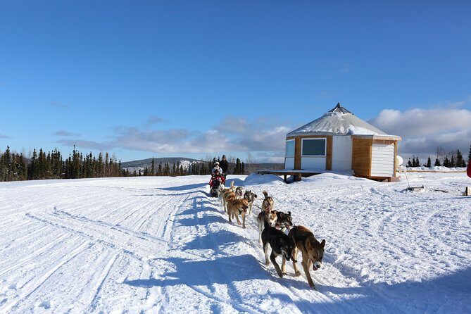 1 hour Winter Dog Sledding in Fairbanks - The Sled Ride: Views, Speed, and Why Seat Choice Matters