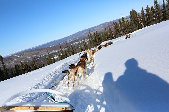 1 hour Winter Dog Sledding in Fairbanks - Who This Tour Fits Best (and Who Should Think Twice)