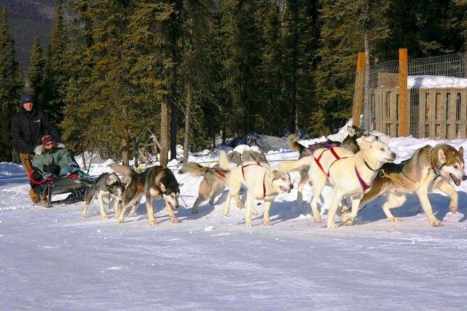 1 hour Winter Dog Sledding in Fairbanks - Before You Ride: Dog Yard Time and the Mushing Lesson