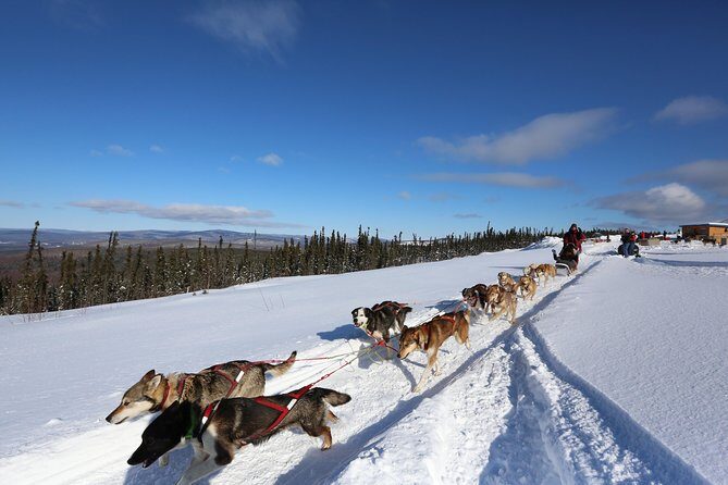 1-hr. Dog Sledding Tour in Fairbanks (without transportation) - Key Highlights You’ll Notice Right Away