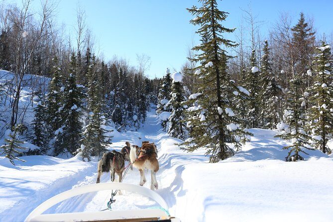 1-hr. Dog Sledding Tour in Fairbanks (without transportation) - Real Dog Sledding Rhythm in Fairbanks