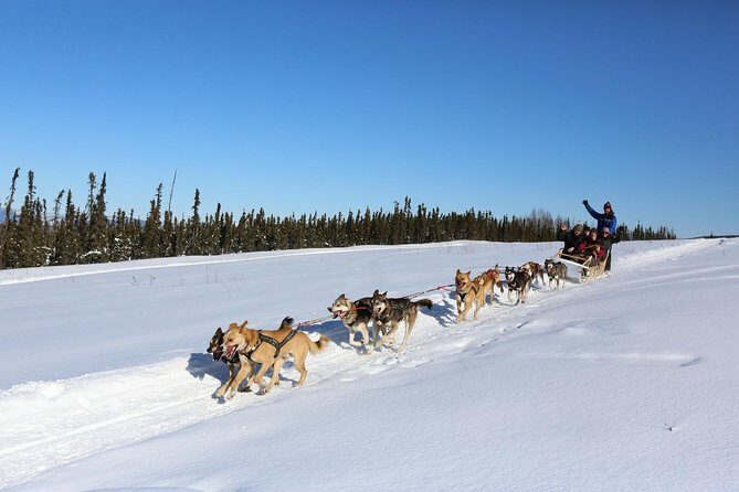 1-hr. Dog Sledding Tour in Fairbanks (without transportation) - What the 1-Hour Tour Actually Feels Like