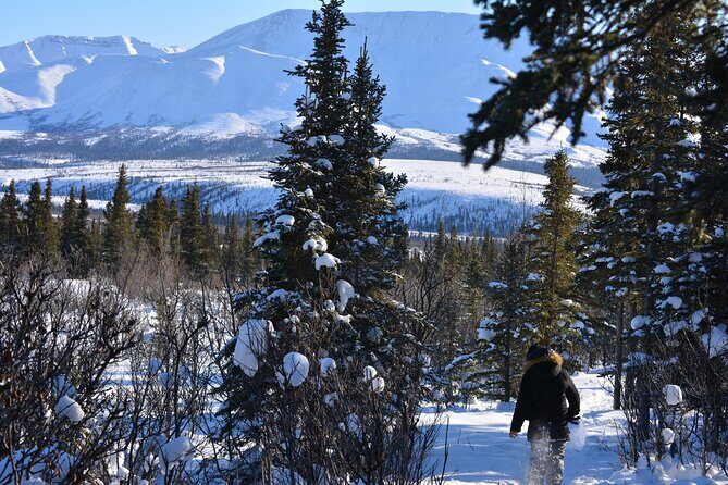 10 Hours Denali Winter Drive in Alaska - Walking Comfort: What Soft Means in Winter