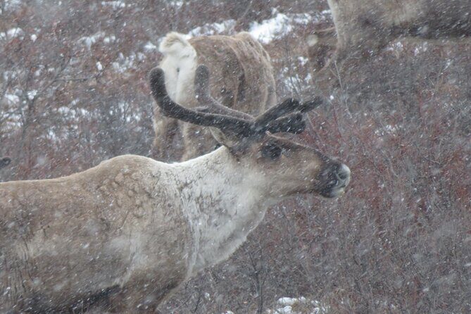 10 Hours Denali Winter Drive in Alaska - George Parks Highway: The Long Drive With Real Meaning