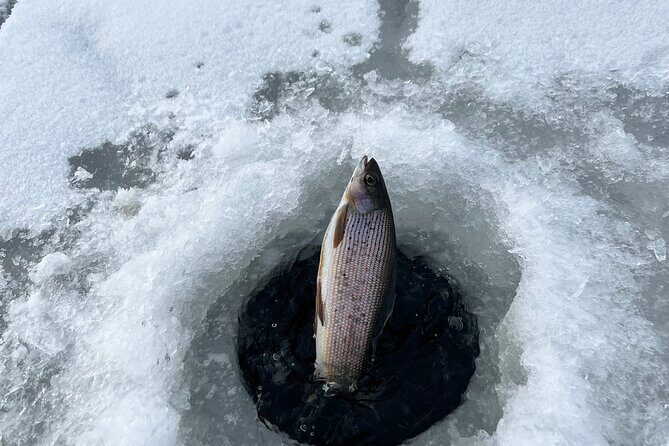 3 Hour Ice Fishing Experience - Catch and release, plus cooking on request