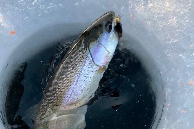 3 Hour Ice Fishing Experience - Species possibilities: what you can realistically hope to catch