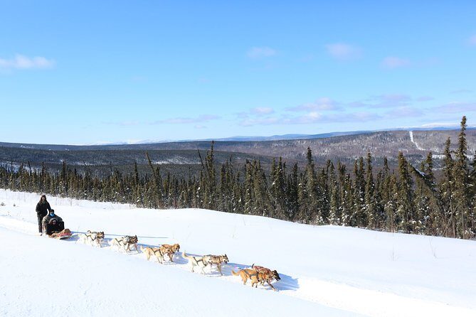 30-minute Dog Sledding Tour in Fairbanks without transportation - Key Points You’ll Care About