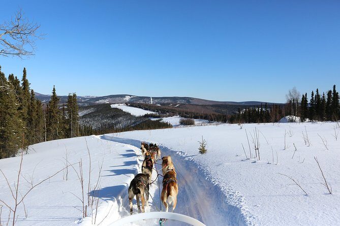 30-minute Dog Sledding Tour in Fairbanks without transportation - Before the Sled: Warmth, Coffee/Tea, and Husky Time