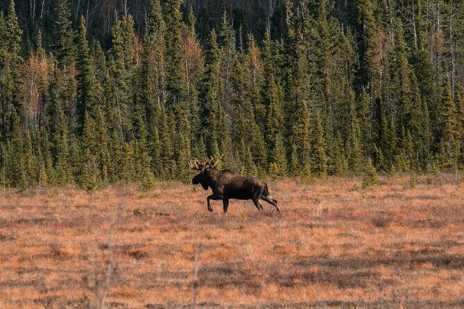 8-12 Hour Private Arctic Circle Experience in Alaska with Lunch - Price and value: $449.50 per person adds up, but here’s why it might work