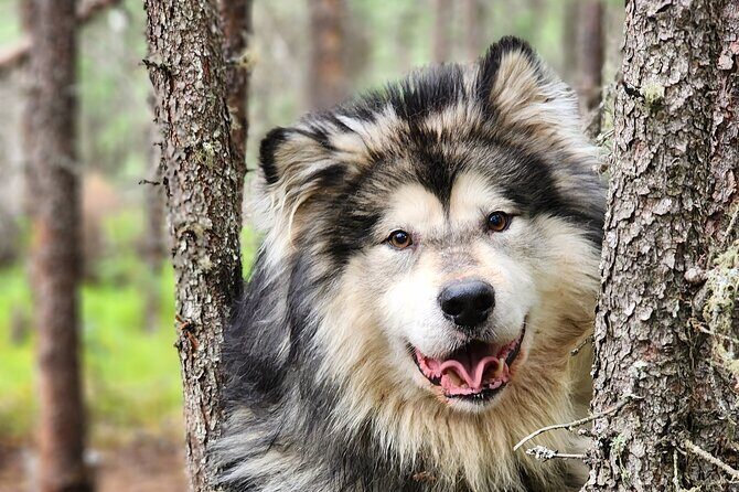 Alaskan Sled Dog Excursion in Fairbanks - Key Things I’d Plan For