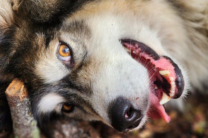 Alaskan Sled Dog Excursion in Fairbanks - Price and Time: Does $135 Feel Worth It?