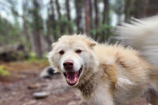 Alaskan Sled Dog Excursion in Fairbanks - The Meet-and-Greet and Safety Briefing: Where You Get Grounded Fast