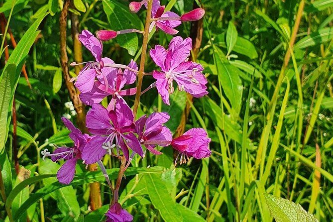 Angel Rocks Hike and Chena Hot-Springs Soak Guided Tour - The drive between stops: wildlife spotting and plant info