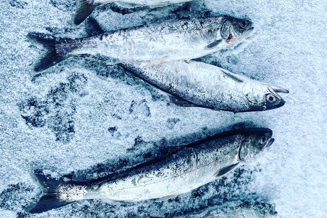 "Aurora Ice" - Ice Fishing & Salmon Dinner Tour - Inside the heated ice-fishing cabins: comfort first, cold later