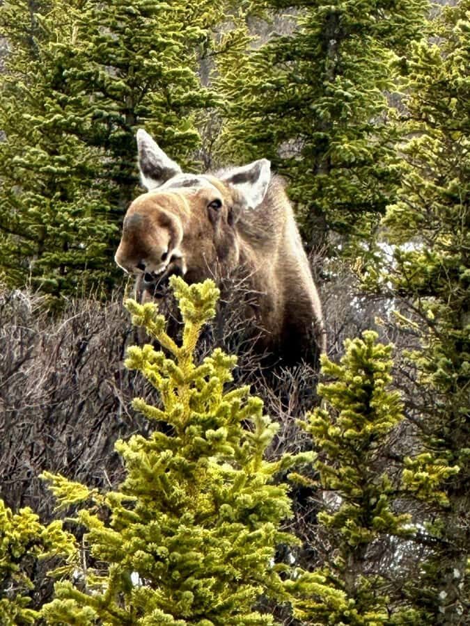 Denali National Park: Full-Day Fairbanks-Denali Adventure - Nenana’s village stop and Coghill’s 100-year-old trading post