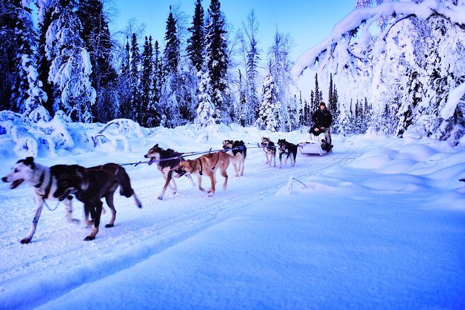 Dog Sledding and Mushing Experience in North Pole - Who this tour fits best (and who might want a different session)