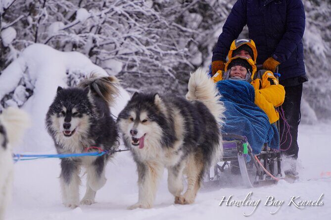 Dogsled Adventure in Fairbanks with Homestead tour - Key Highlights You’ll Actually Care About