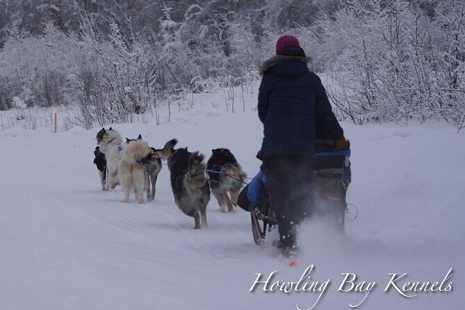 Dogsled Adventure in Fairbanks with Homestead tour - The Schedule: Two Timeslots and a Short Total Time Commitment