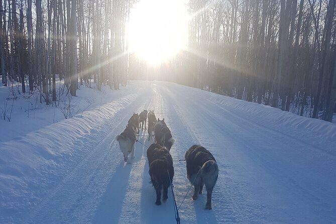 Dogsled Adventure in Fairbanks with Homestead tour - The Main Event: A Guided Sled Ride Through Snow-Covered Forests