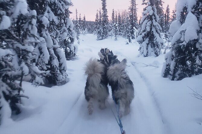 Dogsled Adventure in Fairbanks with Homestead tour - After the Ride: Petting, Puppies, and Time to Learn the Dogs’ Personalities