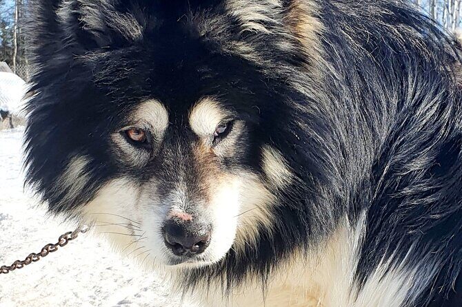 Dogsled Adventure in Fairbanks with Homestead tour - Price and Value: What $155 Buys You in Fairbanks