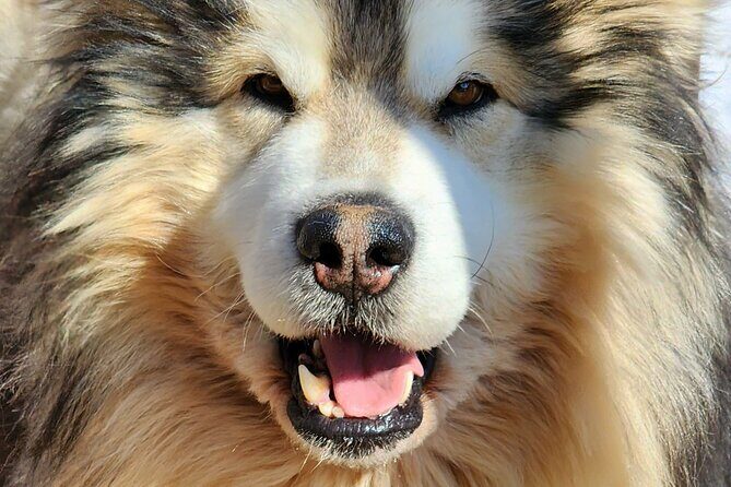 Dogsled Adventure in Fairbanks with Homestead tour - Small Details That Make a Big Difference in the Cold