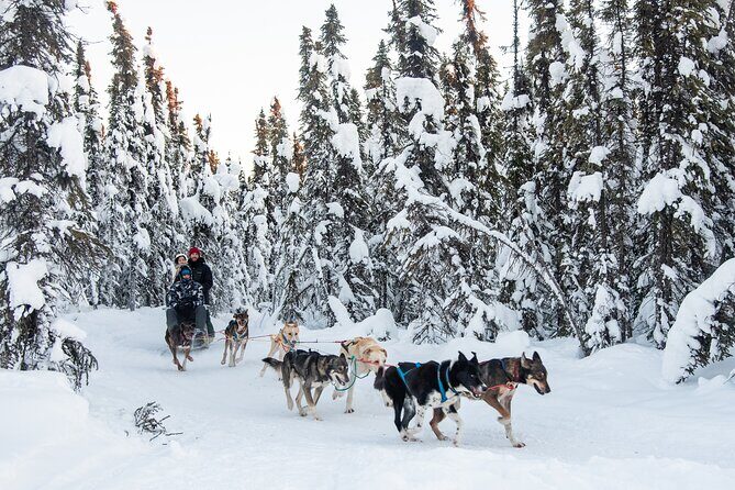 Dogsled and Reindeer Day Trip to Borealis Basecamp - The 1-Hour Dogsled Ride: How It Works and What You’ll Feel