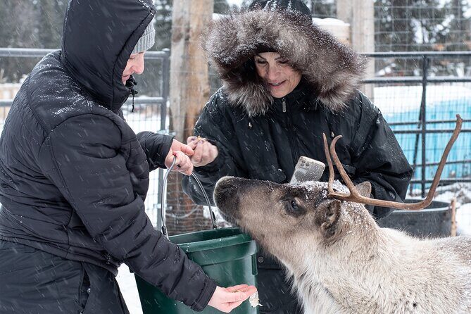 Dogsled and Reindeer Day Trip to Borealis Basecamp - Latitude 65 Lunch: Fuel Without Leaving the Site