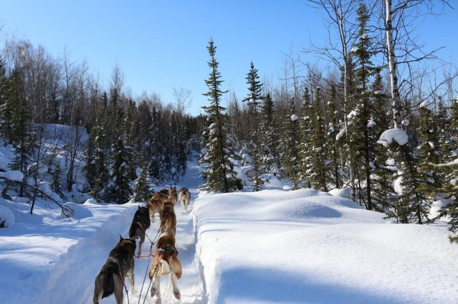 Fairbanks: 1-Hour Alaskan Winter Dog Sledding Adventure - Key Things I’d Plan Around
