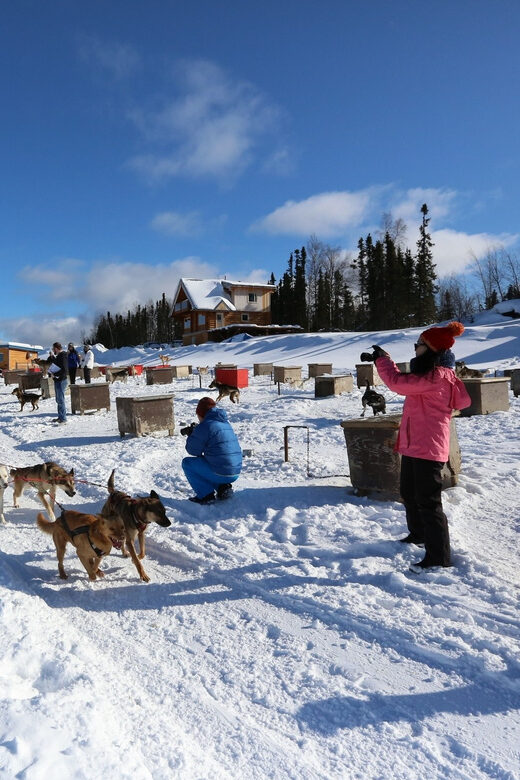 Fairbanks: 1-Hour Alaskan Winter Dog Sledding Adventure - Cold Thrills, Yurt Warmth: The Real Appeal