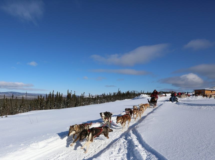 Fairbanks: 1-Hour Alaskan Winter Dog Sledding Adventure - The Yurt Stop: Cocoa, Coffee, Tea, and Musher Stories