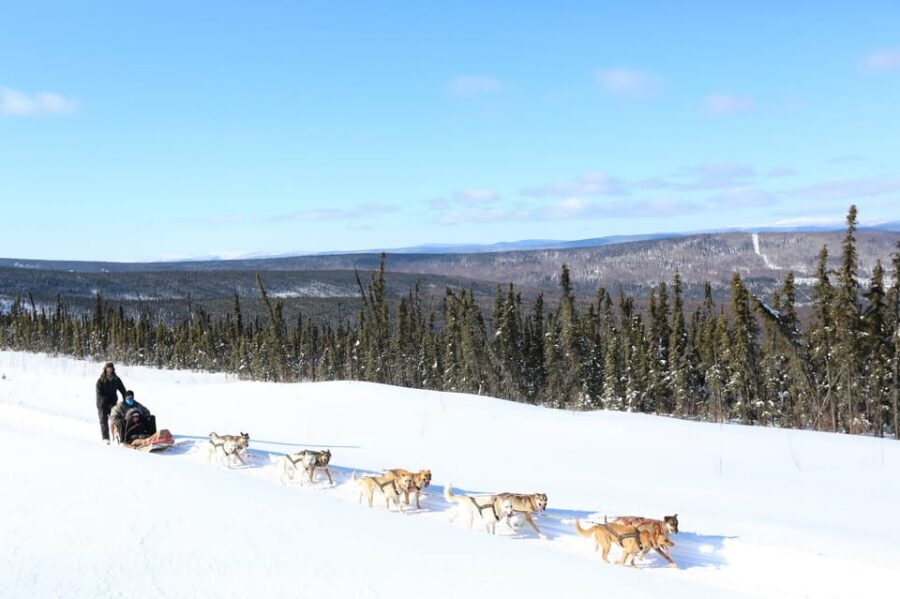 Fairbanks: 1-Hour Alaskan Winter Dog Sledding Adventure - Price and Value: What $170 Covers in One Hour