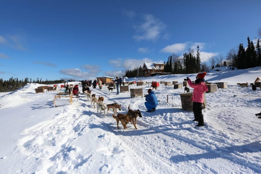 Fairbanks: 1-Hour Alaskan Winter Dog Sledding Adventure - Who This Fits Best (and Who Might Skip It)