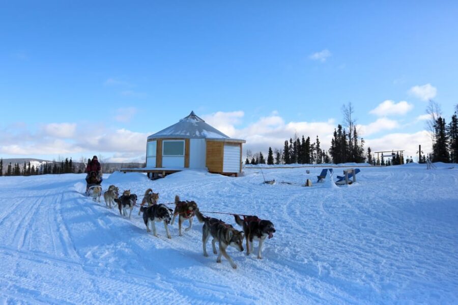 Fairbanks: 1-Hour Alaskan Winter Dog Sledding Adventure - Photo Reality Check and How to Get Better Shots