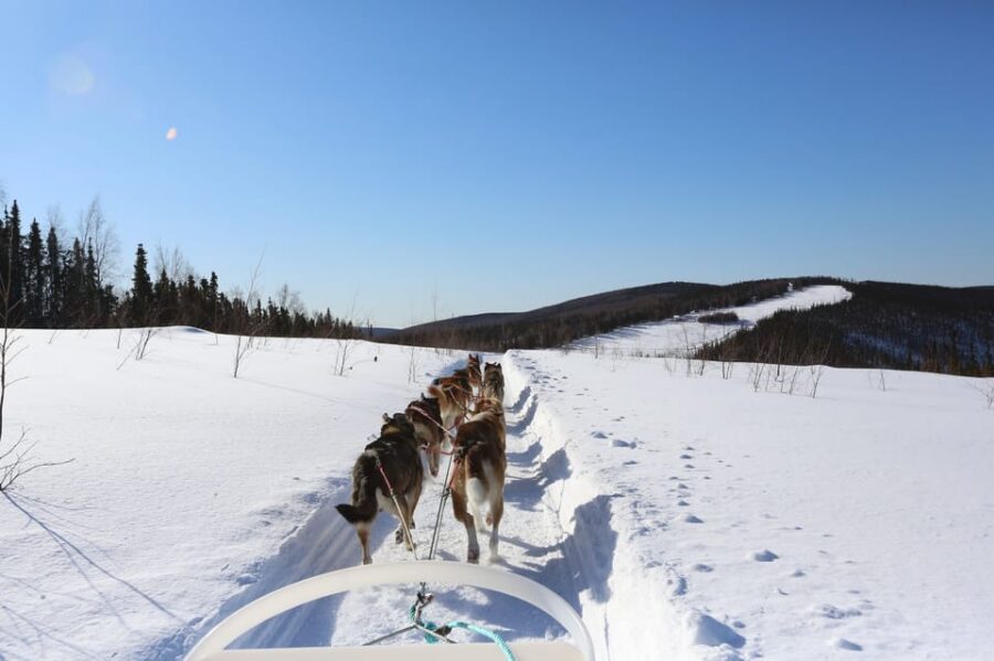 Fairbanks: 1-Hour Alaskan Winter Dog Sledding Adventure - Getting From Your Fairbanks Hotel Without Stress