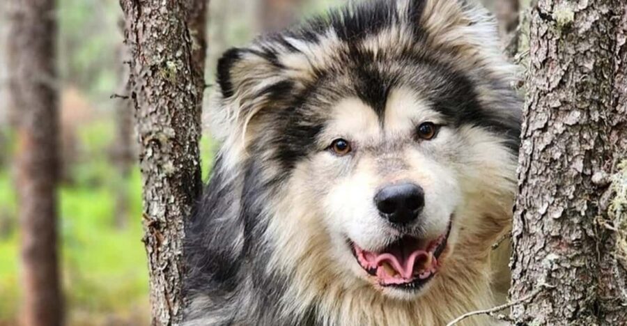 Fairbanks: Alaskan Summer Sled Dog Adventure - Key highlights worth planning for