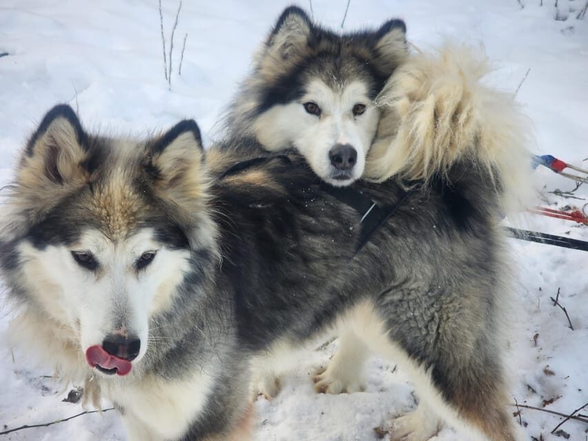 Fairbanks: Alaskan Summer Sled Dog Adventure - Why a Summer Sled Dog Run Feels Different Near Fairbanks
