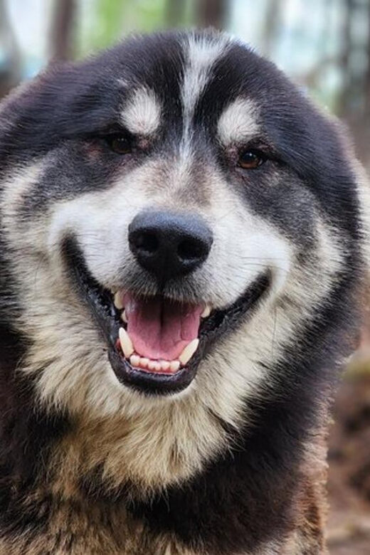 Fairbanks: Alaskan Summer Sled Dog Adventure - The ATV Sled Ride: Boreal Forest Views and Real Dog Power