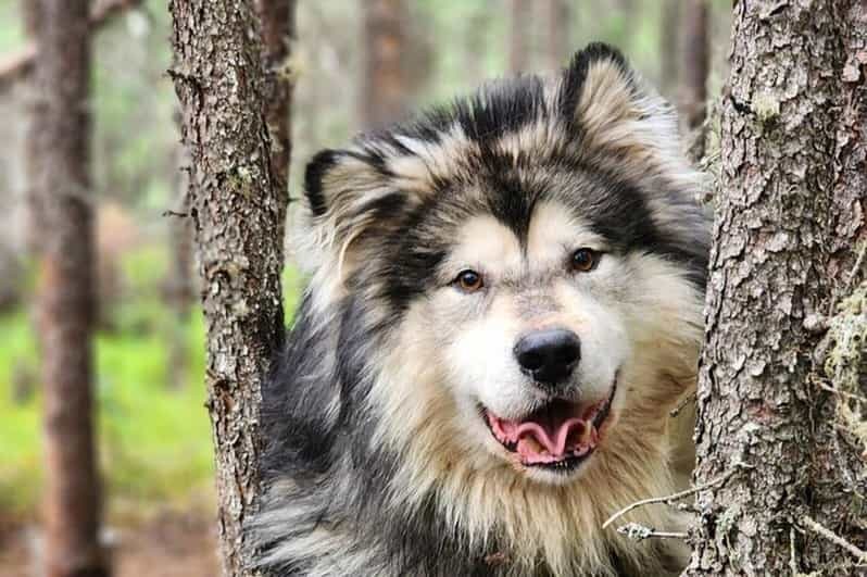 Fairbanks: Alaskan Summer Sled Dog Adventure - Meet and Greet With the Dogs After the Run