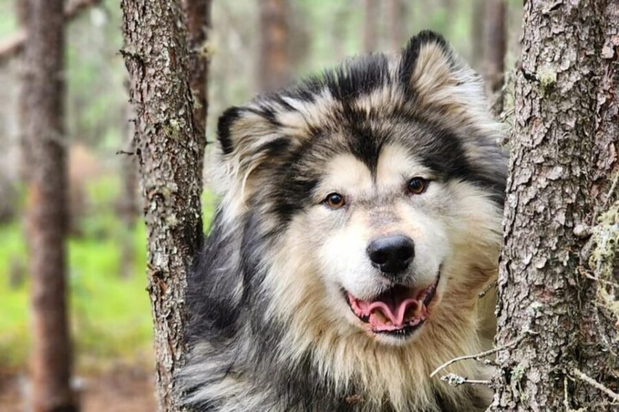 Fairbanks: Alaskan Summer Sled Dog Adventure - Who Should Book This Sled Dog Adventure (and Who Might Want to Pass)