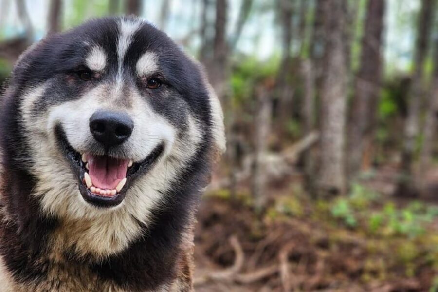 Fairbanks: Alaskan Summer Sled Dog Adventure - Should You Book Howling Bay Kennel’s Summer Sled Dog Adventure?
