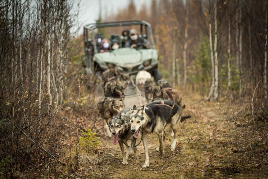 Fairbanks: Dog Mushing through Fall Landscapes on a UTV - Key highlights you should care about