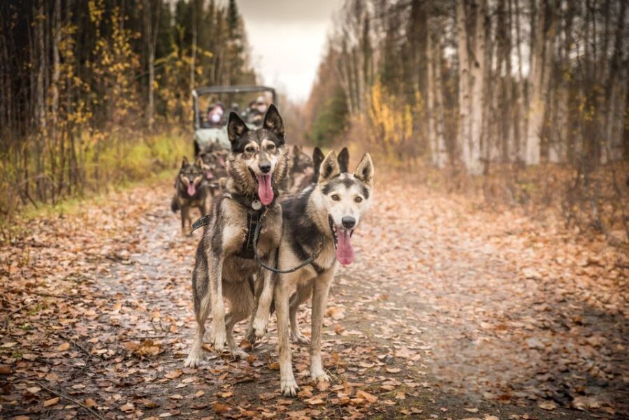 Fairbanks: Dog Mushing through Fall Landscapes on a UTV - UTV dog mushing in Fairbanks: how it works when there’s no snow
